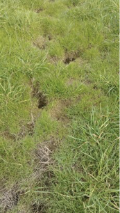 Vole Hole Vole Hole