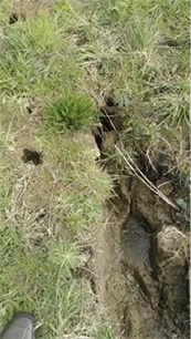Digging out vole tunnel to lay traps to 