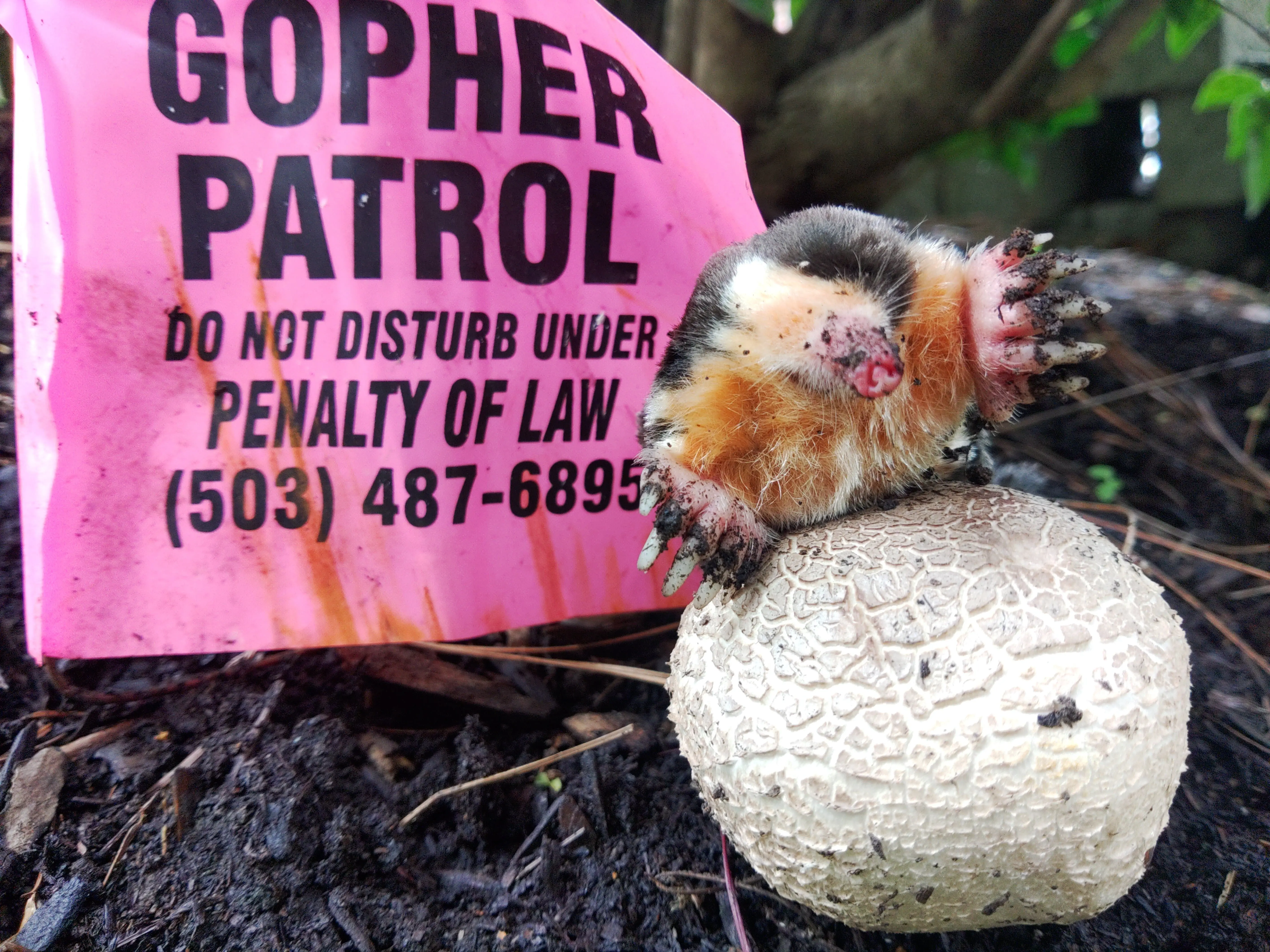 Gopher Patrol removes moles and gophers effectively throughout the Willamette Valley