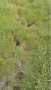 Small holes in a customer's yard identifying a vole living space