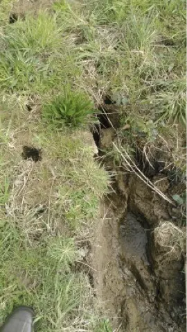 Vole Hole Vole Hole
